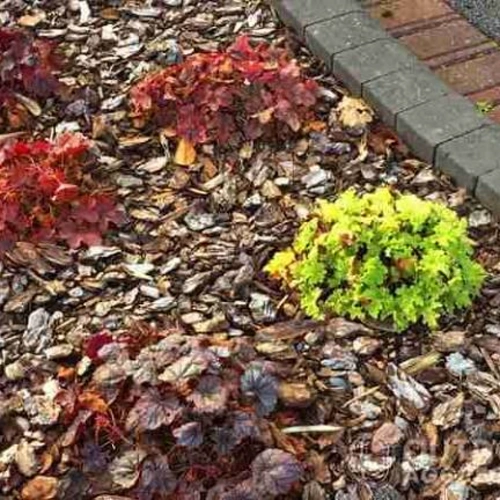 GardenEdge Decorative Stones & Bark Chippings - Pro, Medium - Image 2