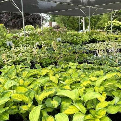 EcoGarden Lawn & Plant Care - Value Pack, Large - Image 2