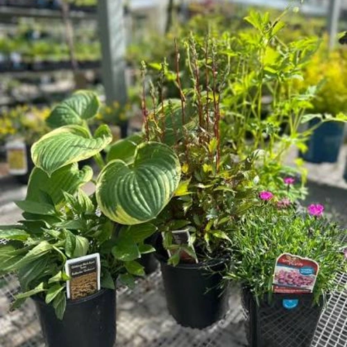 EcoGarden Lawn & Plant Care - Value Pack, Large - Image 3
